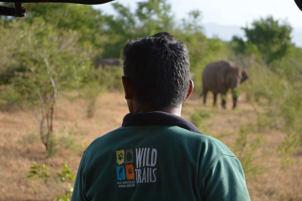 Wild Panthera Yala Tissamaharama Luaran gambar
