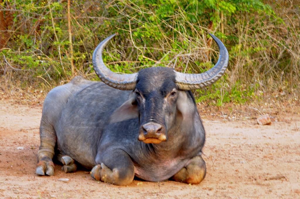 Wild Panthera Yala Tissamaharama Luaran gambar