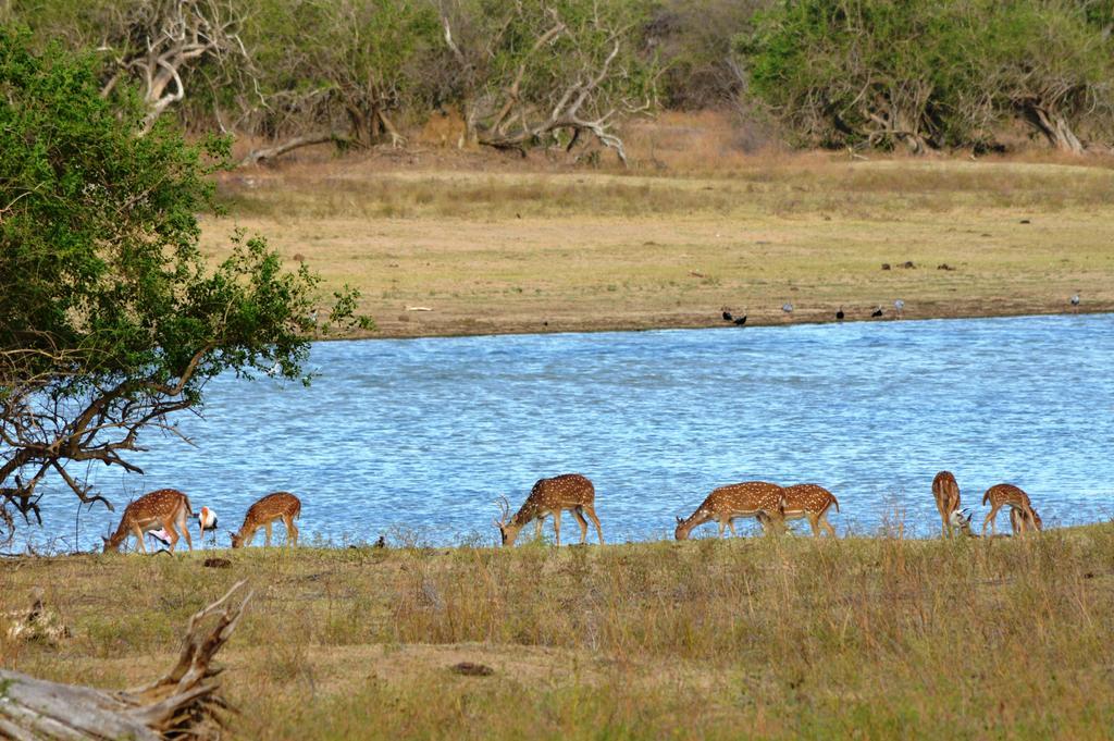 Wild Panthera Yala Tissamaharama Luaran gambar
