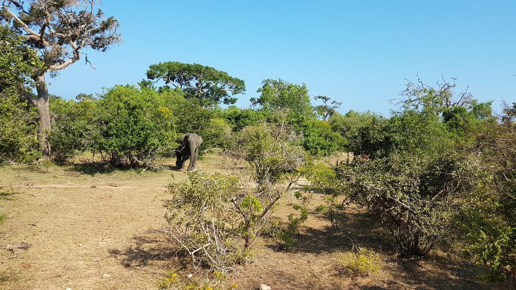 Wild Panthera Yala Tissamaharama Luaran gambar